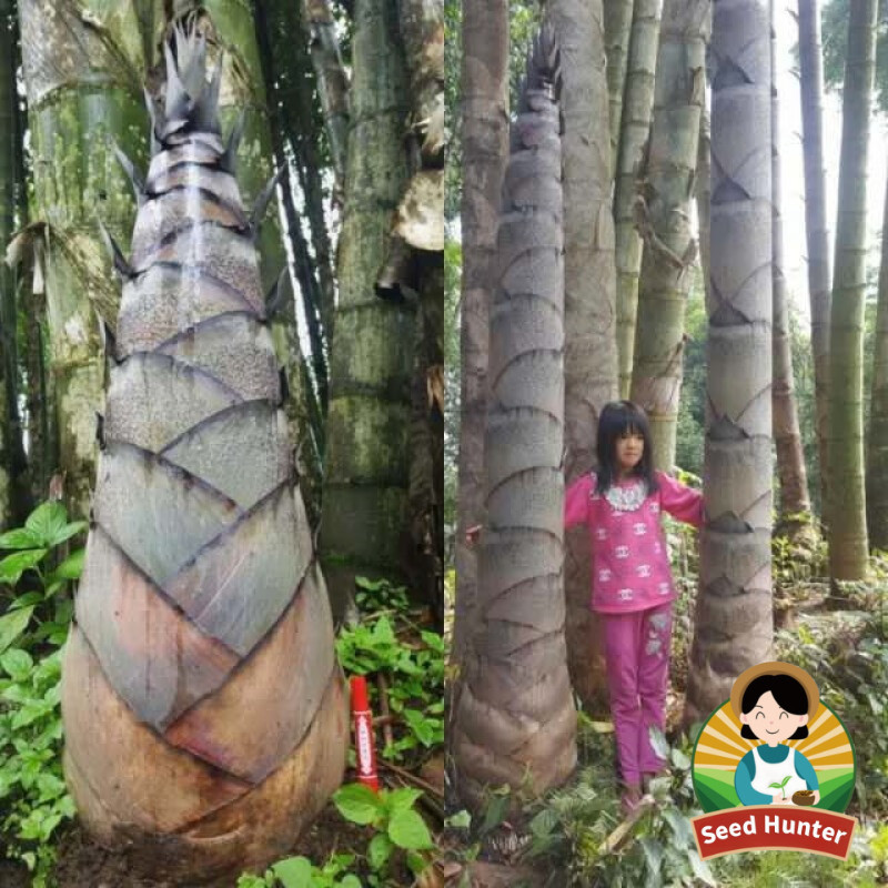 Sementes de Bambu Dragão Gigante Legítimas para Plantio (100 Sementes) Brotos de Bambu Comestíveis Sementes de Plant