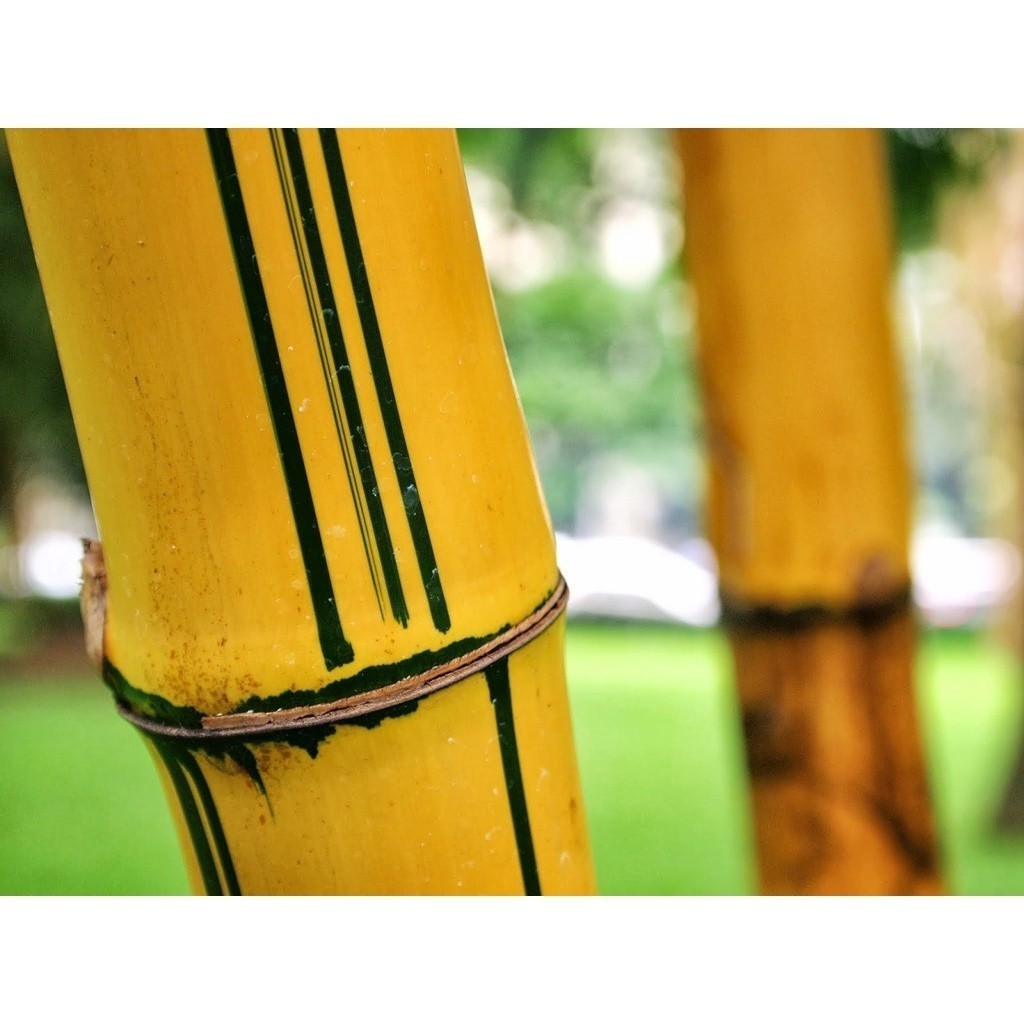 200 Sementes de Bambu Imperial Gigante para Plantio | Bambu Ornamental p/ Jardim, Cerca Viva e Paisagismo