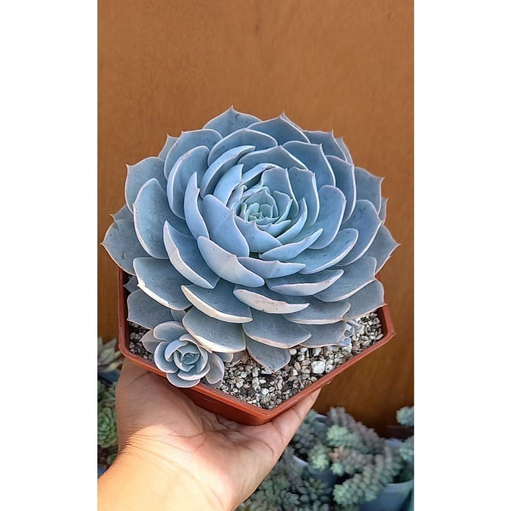 ENVIO SUPER RÁPIDO 100 sementes suculenta Echeveria agavoides com manual de cultivo pronta entrega envio em 24h l T1