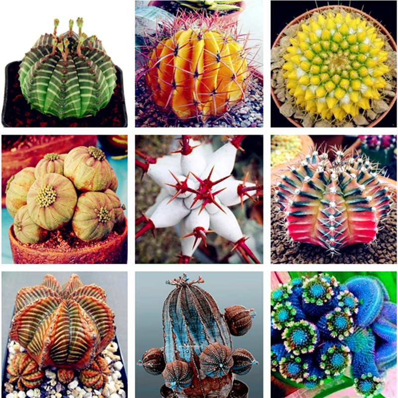 200 500 Sementes de Plantas Suculentas PcsPack Euphorbia Obesa, Flor de Cacto Muito Rara para Plantio de Jardim