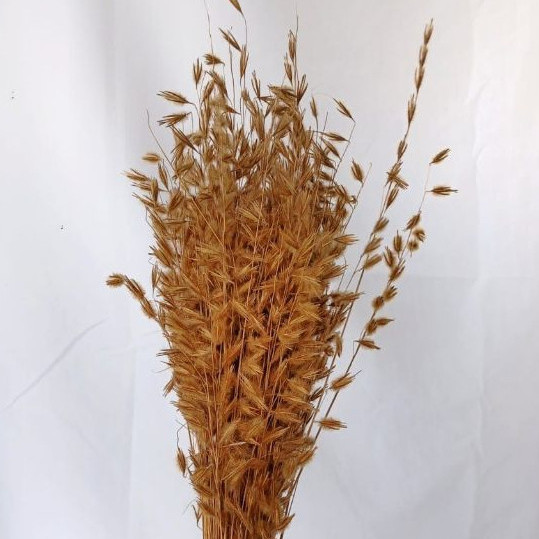 100 haste Brinco de Princesa Capim Dourado Desidratado Flores Secas Arranjo Decoração Sala Casamento