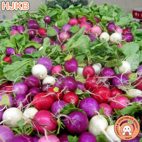 ambiente verde 50 100 Sementes Sementes Ovo de Páscoa Rabanete - Rabanete - Mix de Rabanete - Vegetal Herança PCS
