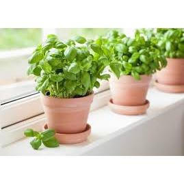 Sementes de Capim-Limão Limoncino 1000un | Erva Aromática para Chá, Horta e Jardim | Fácil de Germinar