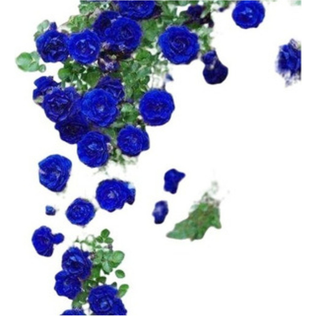 200 Sementes de Rosa Trepadeira Azul Rara | Planta Ornamental para Jardim | Flores Trepadeiras