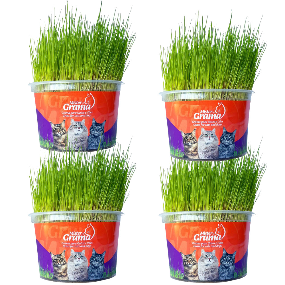 Kit 4 Graminha Digestiva para Gatos Mister Grama Natural