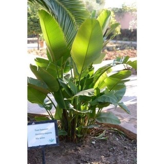 ENVIO SUPER RÁPIDO 100 sementes strelitzia augusta com manual de cultivo envio 24h l T1