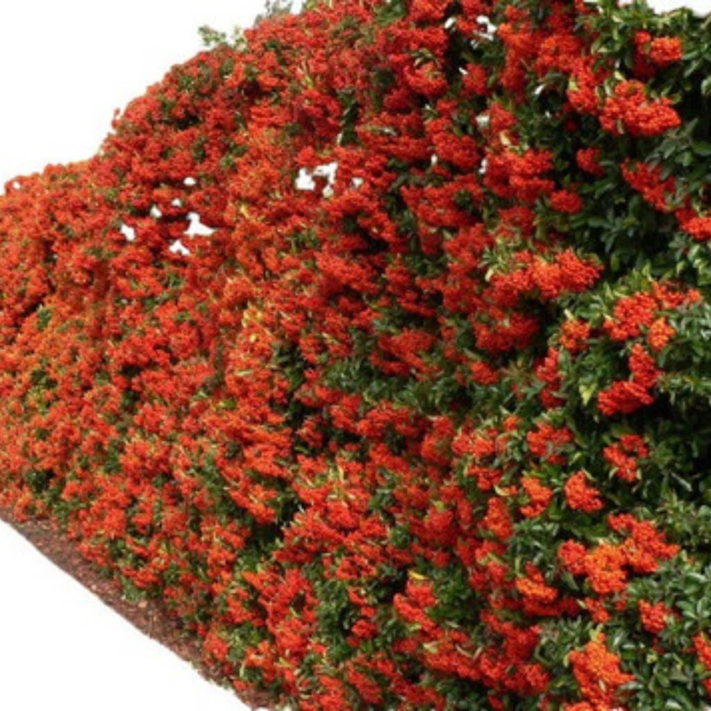 1000 Sementes de Piracanta Vermelha (Pyracantha) para Cerca Viva e Bonsai | Arbusto Ornamental Resistente