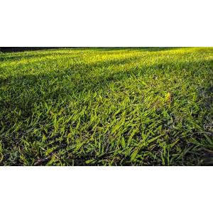1000 Sementes de Batata-Doce Selecionadas | Fácil de Germinar | Para Plantio em Vaso e Horta | Alto Rendimento