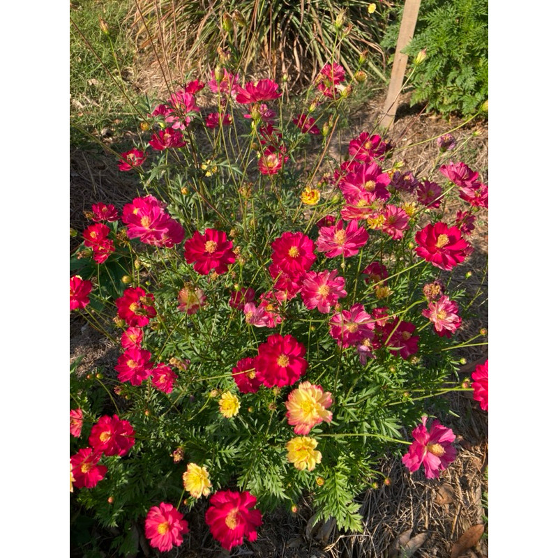 Sementes de Cosmos Blush  Cosmos Rosa e Dobrado Variedade nova e rara flores vibrantes