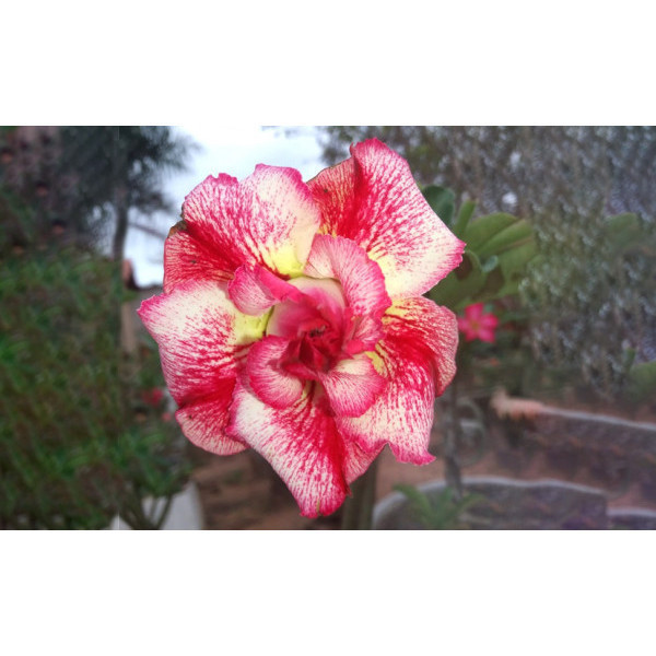 1000 Sementes Rosa do Deserto Rosa Renda (Adenium) Fácil de Germinar | Flores Ornamentais p/ Jardim e Vasos