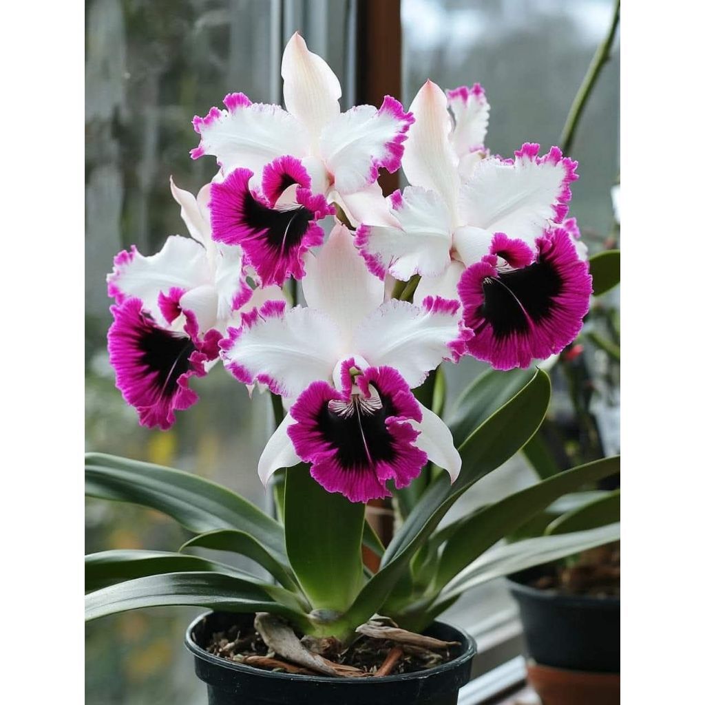 Orquídea Lilac Constellation 100 sementes com manual de cultivo