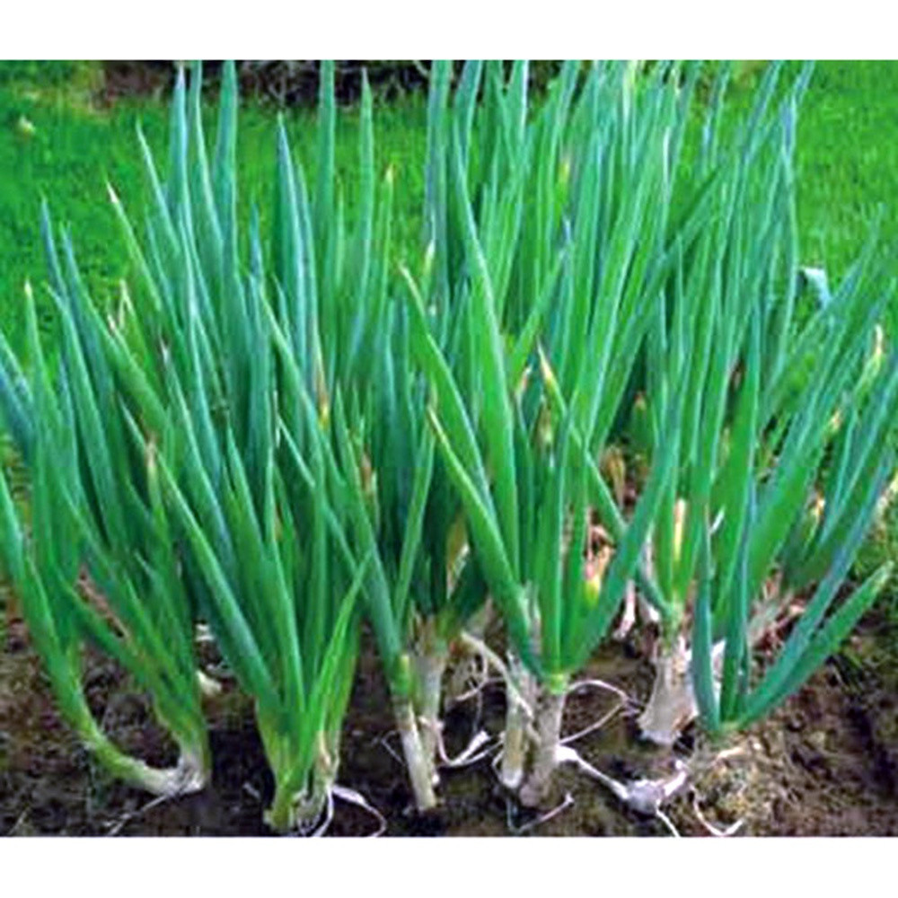 1000 Sementes de Cebolinha HT Fácil de Germinar | Plantio Ano Todo | Horta Caseira | Alta Taxa de Brotação