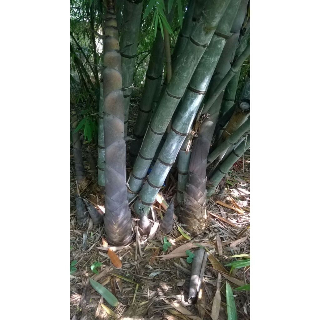 Bambu oldhamii – Bambu-gigante. 100 sementes com manual de cultivo II