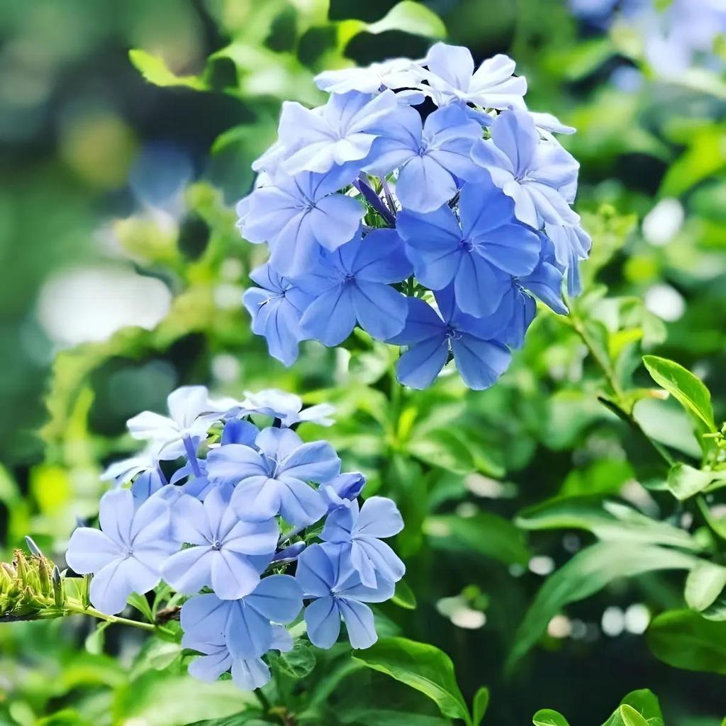 Sementes original 30 sementes Sementes De Ciganinha - Flores Azuis Para Cerca Viva