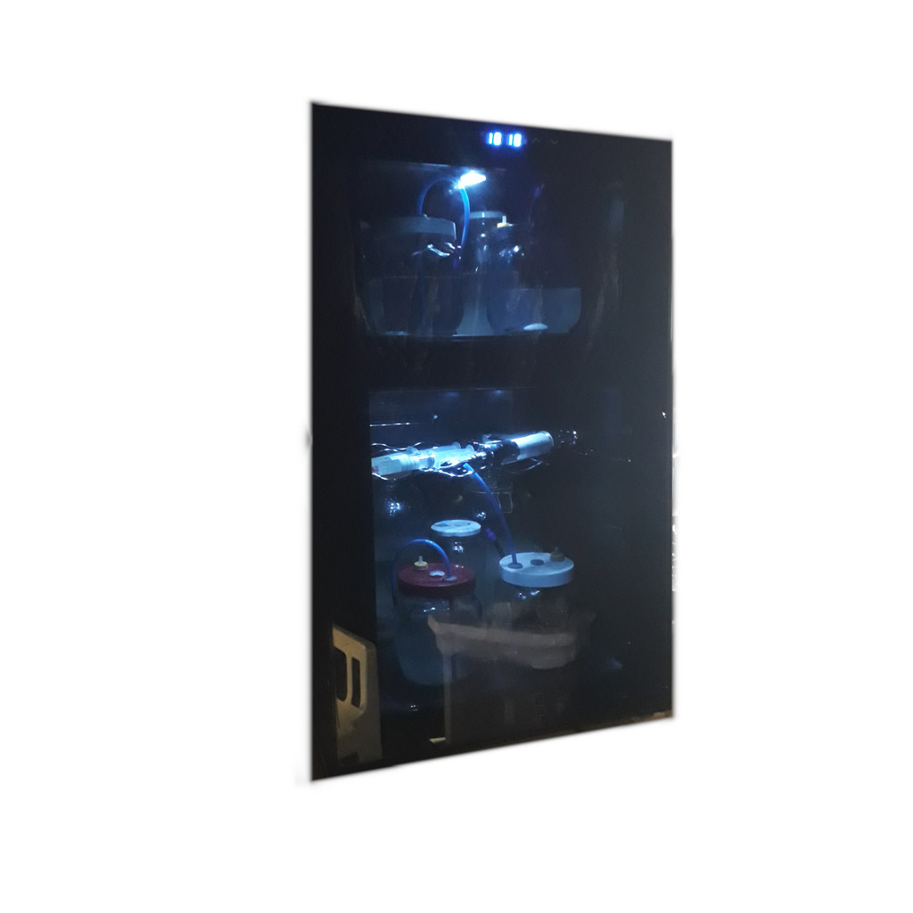 Semente de Cogumelo Shimeji Preto Pré-Induzido 50%+Rápido