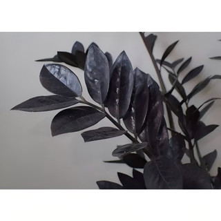 PROMOÇÃO 100 sementes zamioculca black com manual de cultivo pronta entrega envio em 24h Premium + MANUAL DE CULTIVO