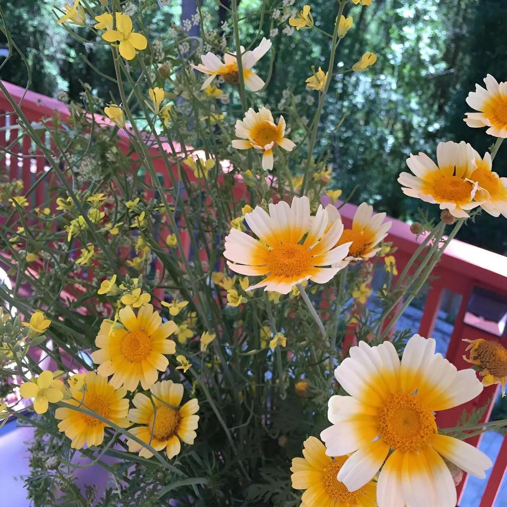 Sementes original 30 sementes Tonghao Daisy Sementes Mandrião Fáceis De Novata