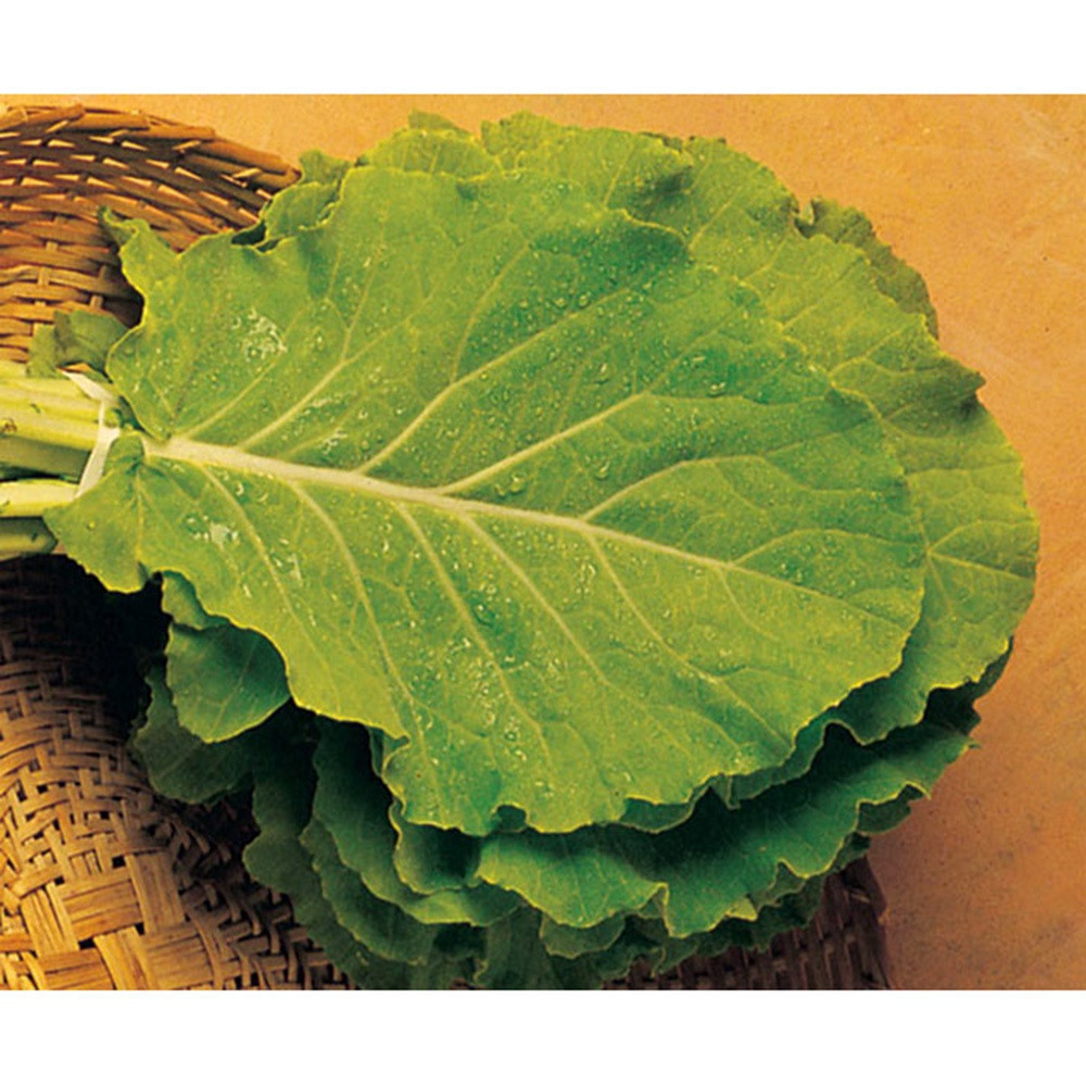 1000 Sementes de Couve Manteiga Georgia | Fácil de Plantar e Germinar | Hortaliça Folhosa para Horta e Vasos