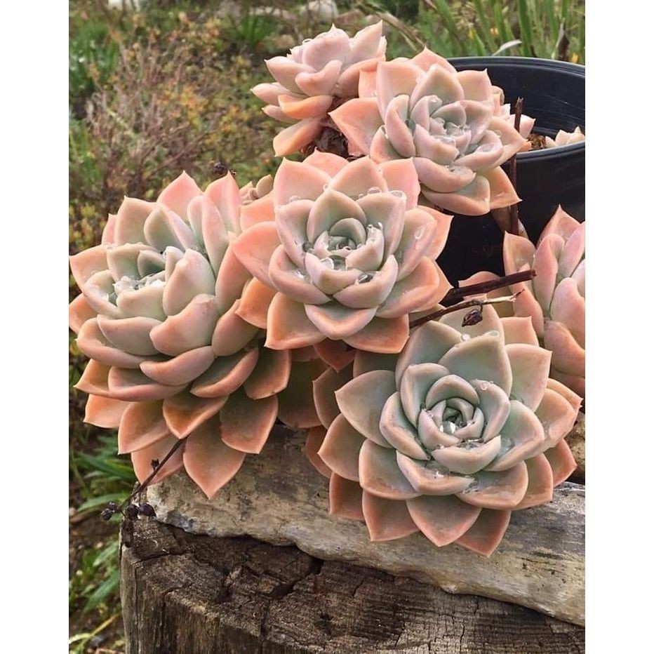 ENVIO SUPER RAPIDO suculenta Aeonium arboreum var. atropurpureum100 Sementes de Com Manual de cultivo I T1