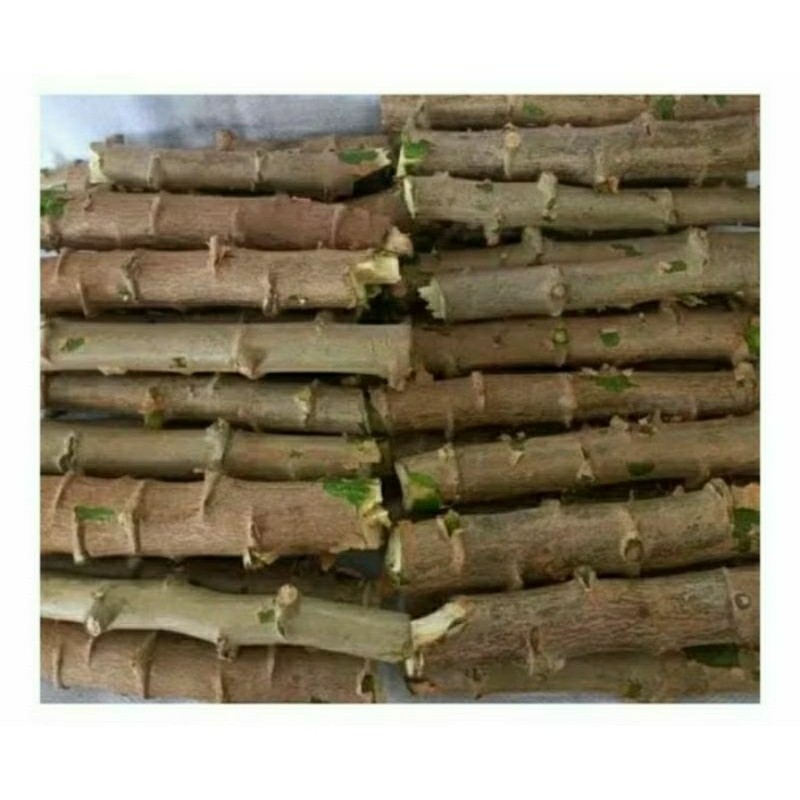 MANIVA 8 RAMAS DE 30 CM MACAXEIRA MANDIOCA CASCA ROXA 16 COVAS MADURA PARA PLANTIO