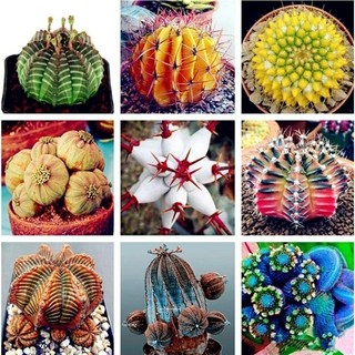ENVIO SUPER RÁPIDO 200 sements de cactus pra vasos e jardins com manual de plantio pra mudas II T1