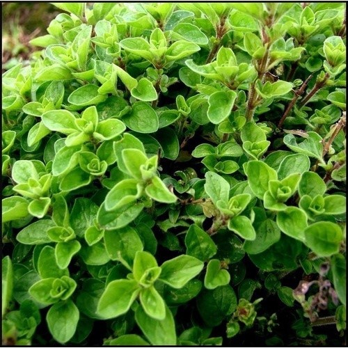 PROMOÇÃO PROMOÇÃO Manjerona Marjoran Ervas Tempero 100 Sementes Premium + MANUAL DE CULTIVO + MANUAL DE CULTIVO