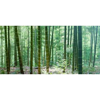 200 Segmentos de Bambu da Sorte com Musgo Gigante + Manual de Cultivo | Mudas para Jardim e Decoração