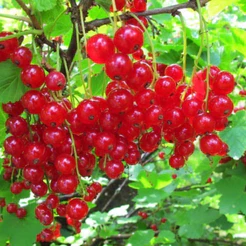 100 sementes Groselha Vermelha Ribes P/ Mudas | Cultivo por sementes