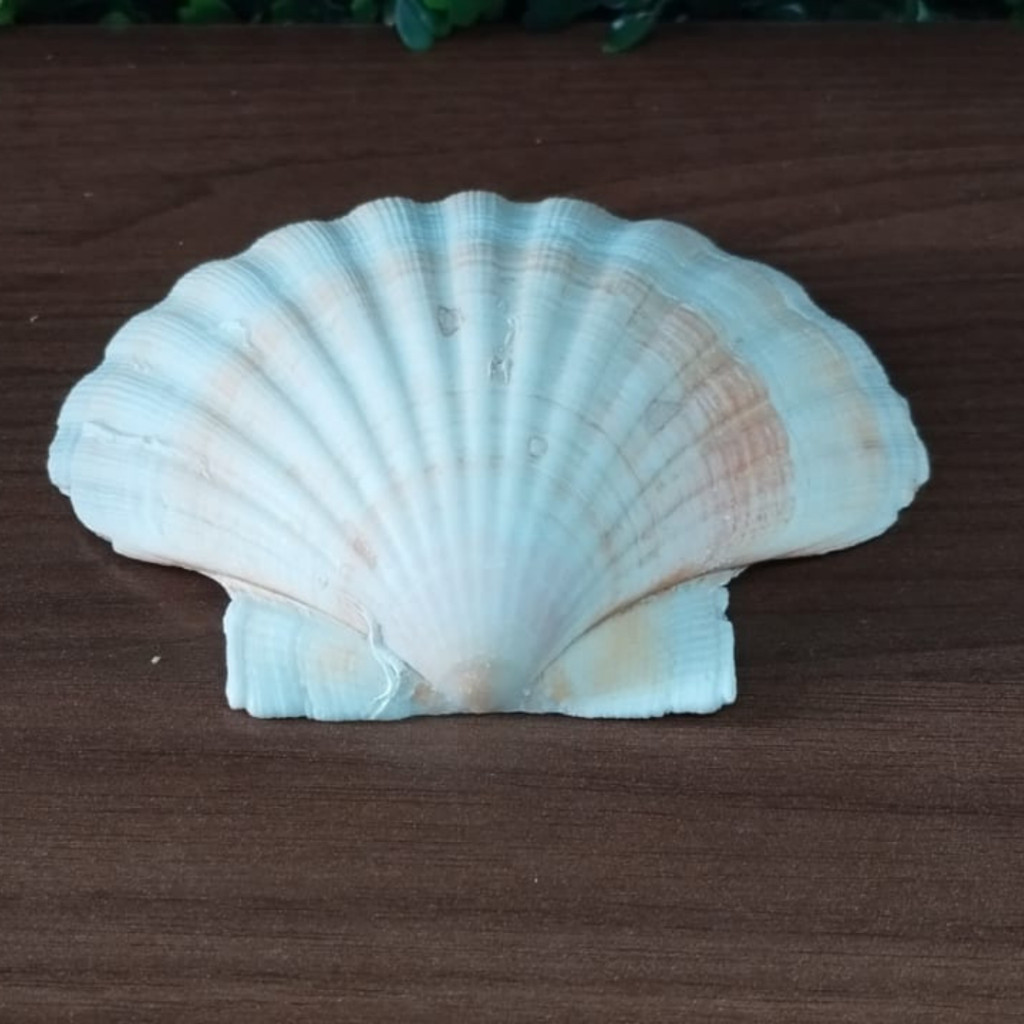 Concha Shell Umbanda E Candomblé Decoração