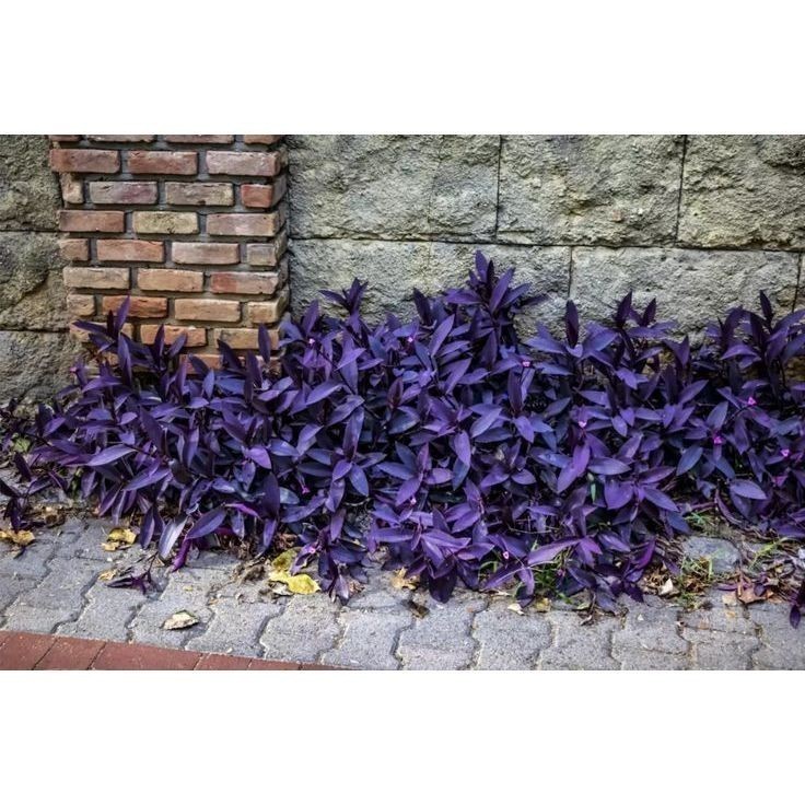 ENVIO SUPER RÁPIDO 100 sementes trapoeraba roxa com manual de cultivo pronta entrega envio 24h l T1