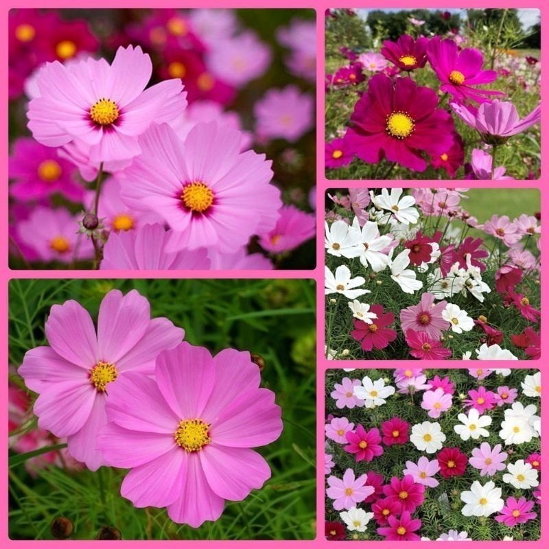 Detalhes do Cultivo Caseiro Sementes de Cosmos de Jardins Cosmea. flores deslumbrantes para horta caseira