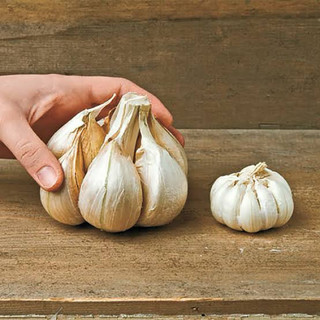 ENVIO SUPER RÁPIDO Sementes Alho Gigante de Bruxelas ENVIO RÁPIDO I T1
