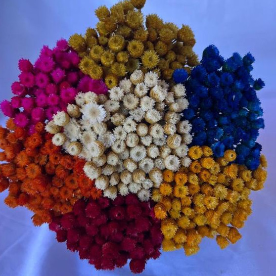 Buquê Mix 700 Flor Sempre Viva, Kit Jazidas Coloridas e Natural, Flor seca, Flor Desidratada