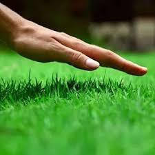 1000 Sementes de Grama Bermuda Fácil de Germinar | Alta Taxa de Brotação | Ideal para Jardim Gramado Campo