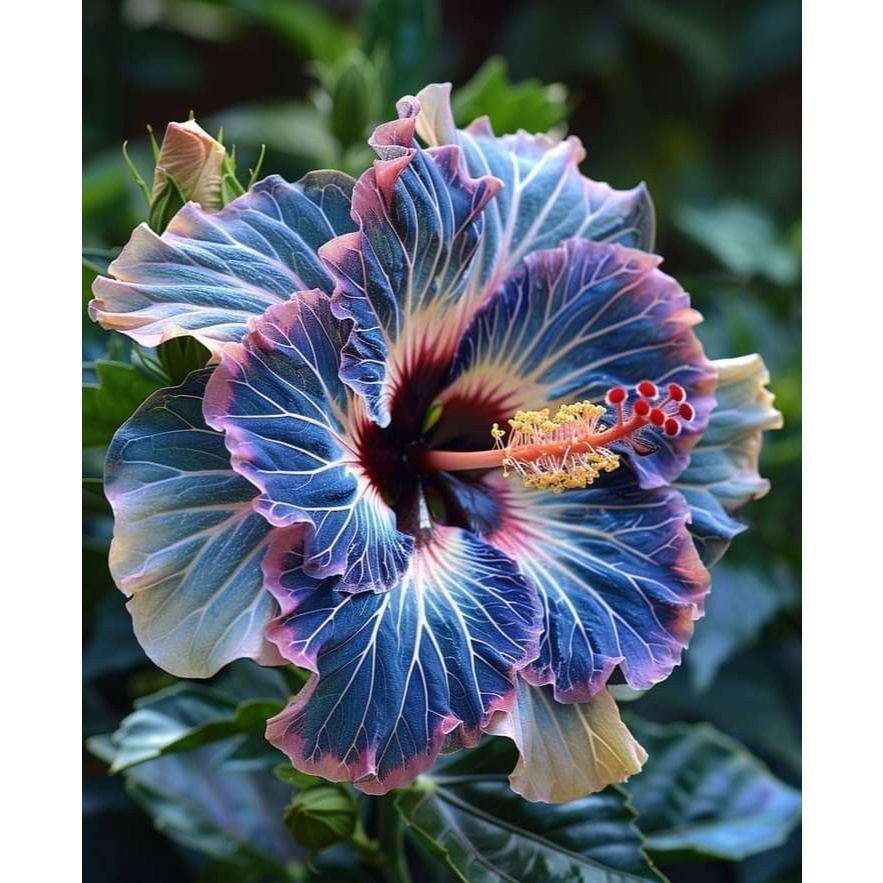 ENVIO SUPER RÁPIDO Hibisco Blue Bird – 100 sementes com manual de cultivo. II T1