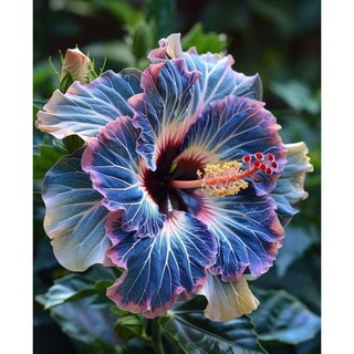 ENVIO SUPER RÁPIDO Hibisco Blue Bird – 100 sementes com manual de cultivo. II T1
