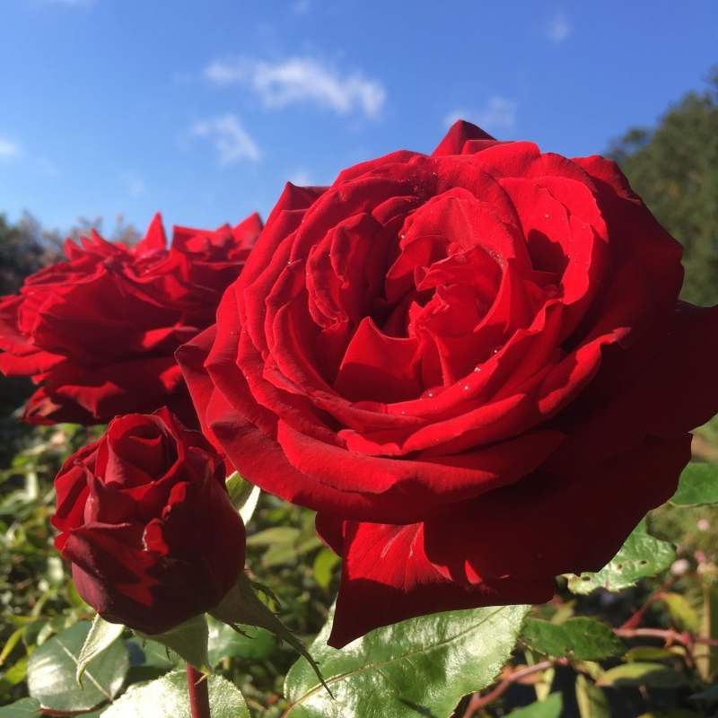 1000 Sementes de Rosa Vermelha Fácil de Germinar Jardim Cultivo Flores Ornamentais para Vasos e Canteiros