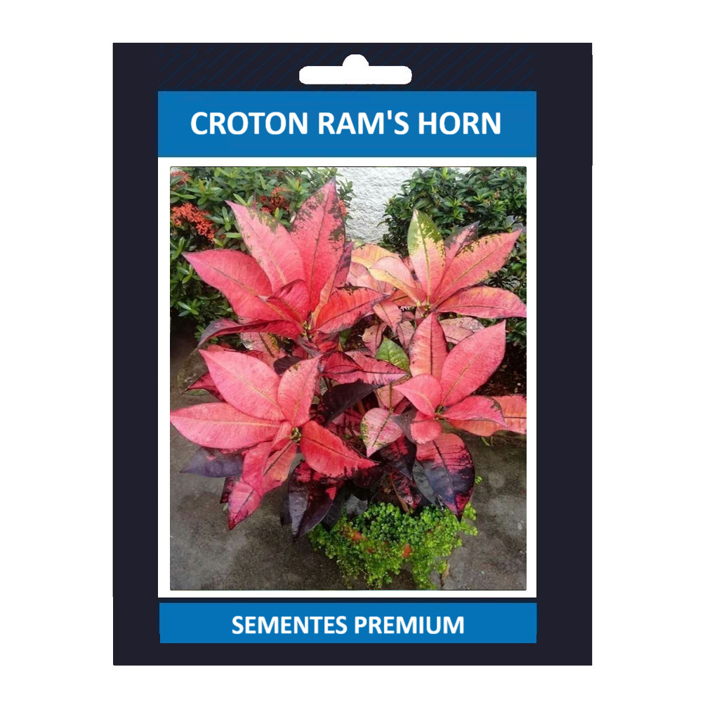 ENVIO SUPER RÁPIDO Croton Ram's Horn – 100 sementes com manual de cultivo II T1