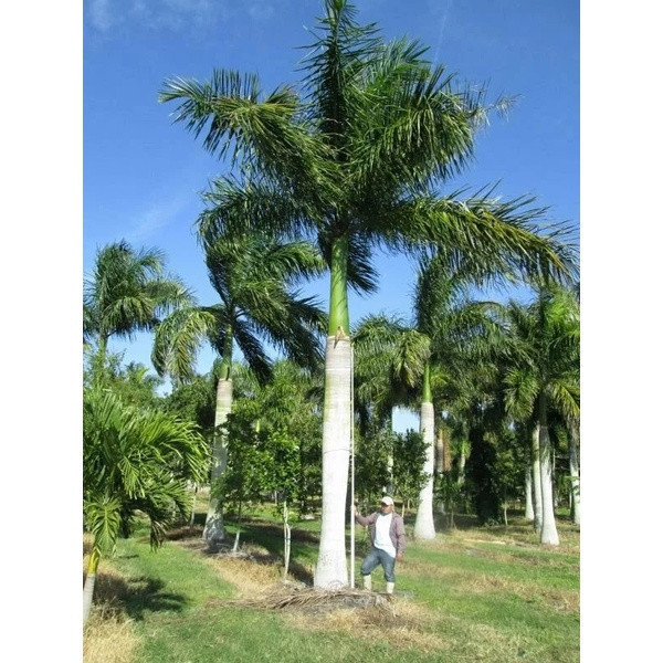 Cultivo prático fácil de levantar 50 Sementes de Palmeira Cubana Real Roystonea Regia Edição Premium |     Mundo das Se