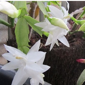 200 Sementes De Flor De Maio branca 8w Premium