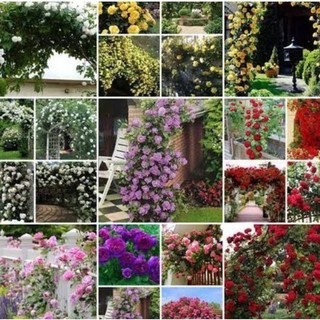 PROMOÇÃO PROMOÇÃO ENVIO SUPER RÁPIDO!!! 100 sementes De Rosas Trepadeiras Cores variadas Mix sortidas t5 ll SEMENTES PR