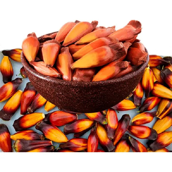 1kg Pinhão Orgânico Araucária Sul Serra Catarinense Inverno