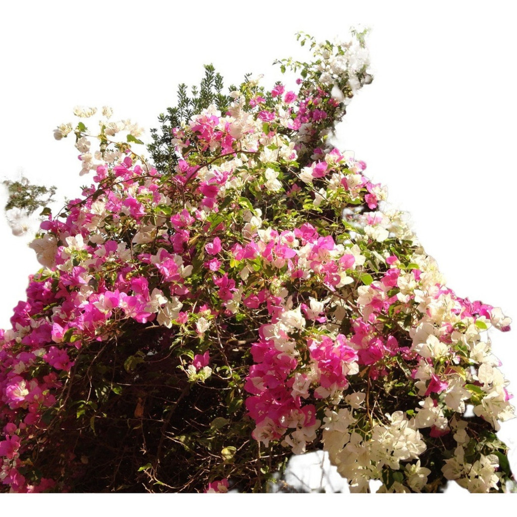 PROMOÇÃO PROMOÇÃO 100 Sementes Primavera Manacá Com Manual De Cultivo Premium + MANUAL DE CULTIVO + MANUAL DE CULTIVO