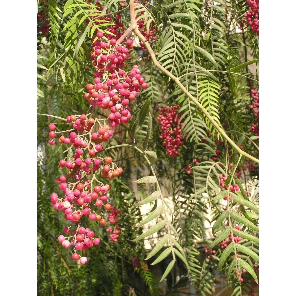1000 Sementes de Aroeira Salsa (Schinus molle) para Plantio | Árvore Ornamental de Sombra | Mudas e Jardim