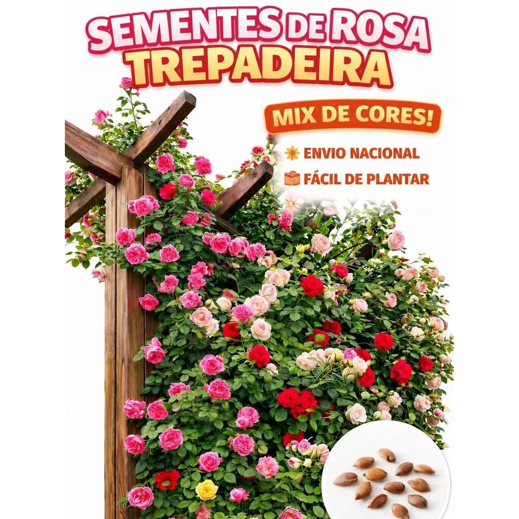 Para jardim 30 Sementes de Rosa Trepadeira Colorida Mix de Cores Para Jardim e Cerca Viva Área Verde