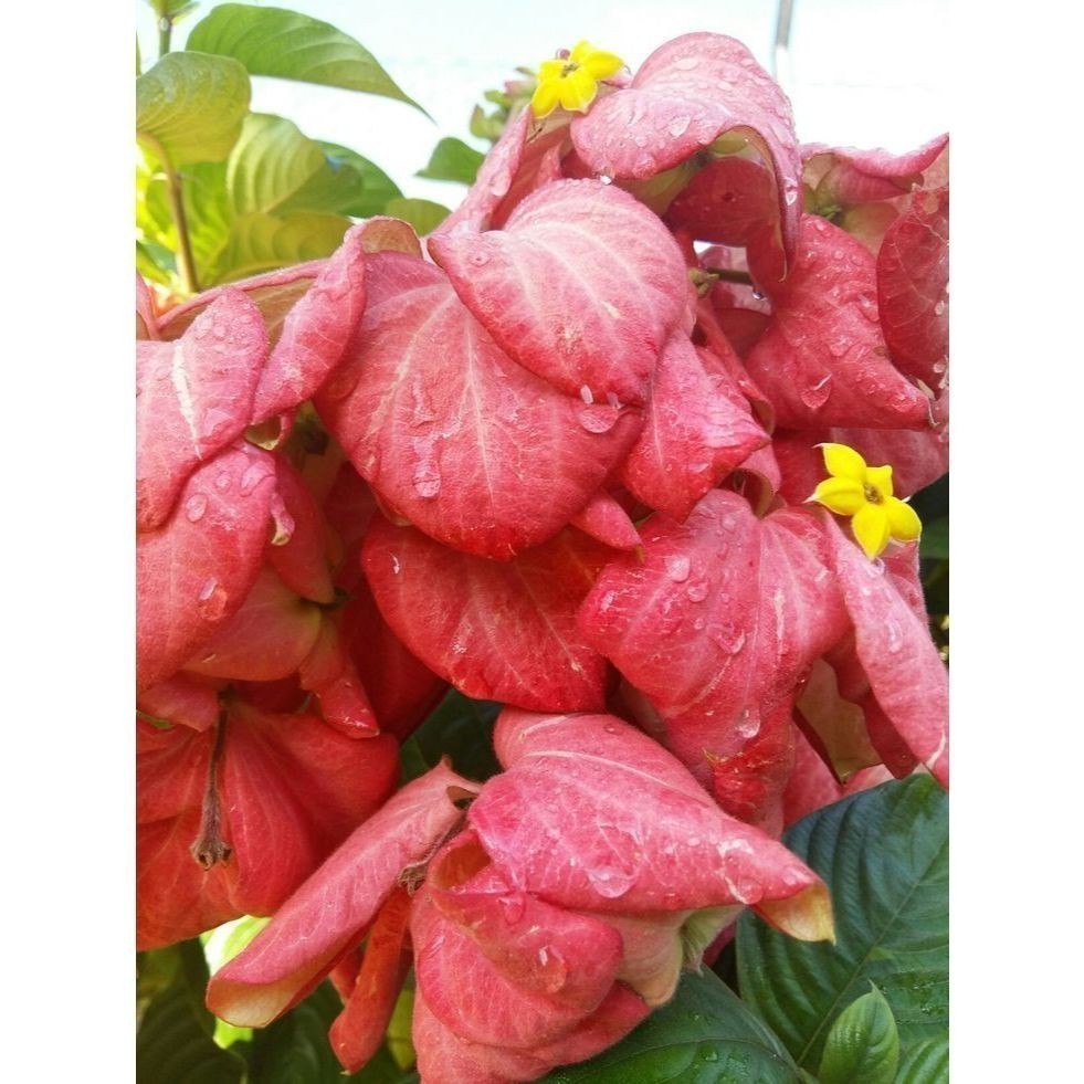 100 sementes mussaenda rosa com manual de cultivo pronta entrega envio em 24h l