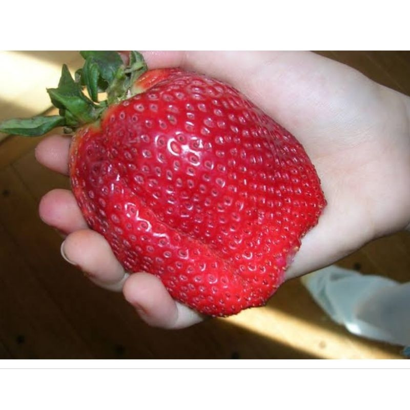 200 Sementes de Morango Gigante Fácil de Germinar | Fruta Doce para Plantio em Vaso/Horta | Alta Produtividade