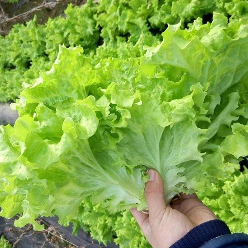 A-1 Sementes de Alface Romaine de Alta Germinação para Plantio de Vegetais Sementes de Alface para Hidroponia