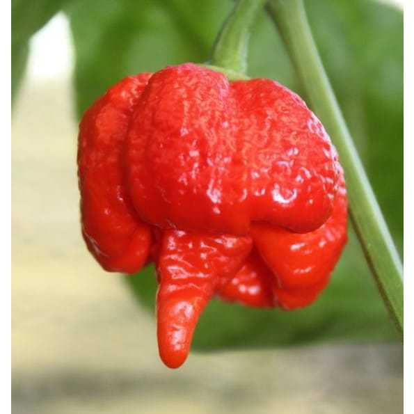Sementes Carolina Reaper Pimenta Super Forte 200 Unidades Fácil de Germinar para Plantio Jardim/Horta
