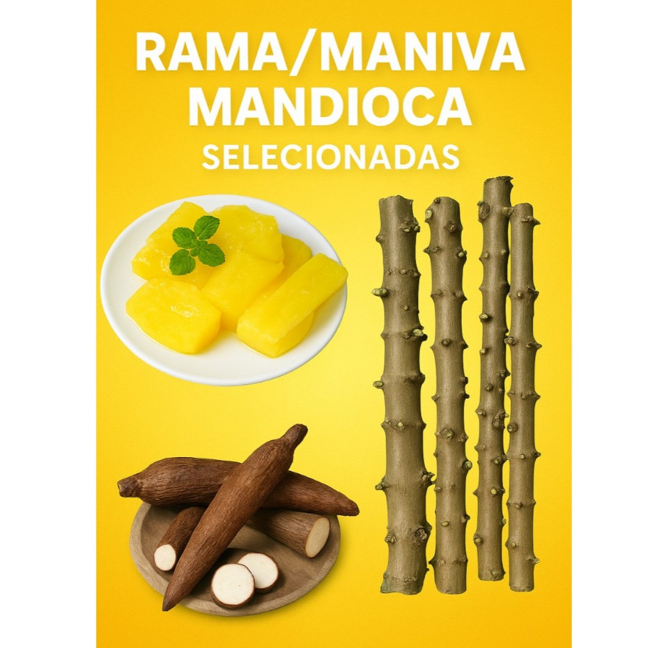 Ramas Manivas Mandioca Amarela de Mesa BRS 399 Frescas Alta Qualidade 30 Unidades